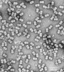 Geminivirüs Geminivirüsler dairesel tek