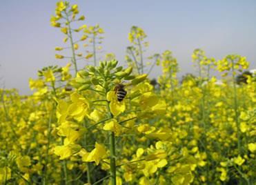 Tamamlayıcı tozlama Çok sayıda baklagil türünde, ayçiçeğinde ve kanola tohum üretim parsellerine hektara 2.5-3.5 kovan olacak biçimde arı yerleştirilmesi ile yeterli tozlanma sağlanmaktadır.