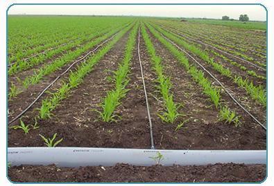 Gübreleme ve Sulama Tohum üretimi yapılan kurak alanlarda üstün tohum verimi için sulama esastır.