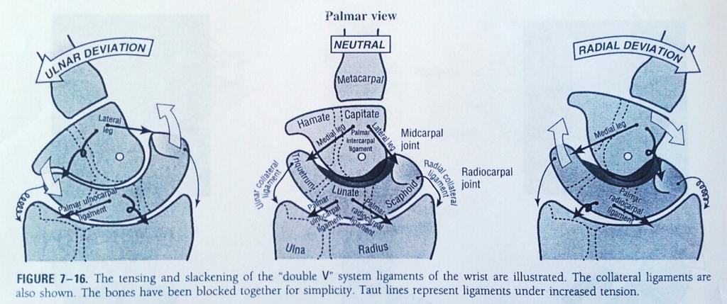 Ulnar deviasyon sırasında, gerilim yükselir Palmar interkarpal ligamentin lateral bacagı Palmar ulnokarpal ligament