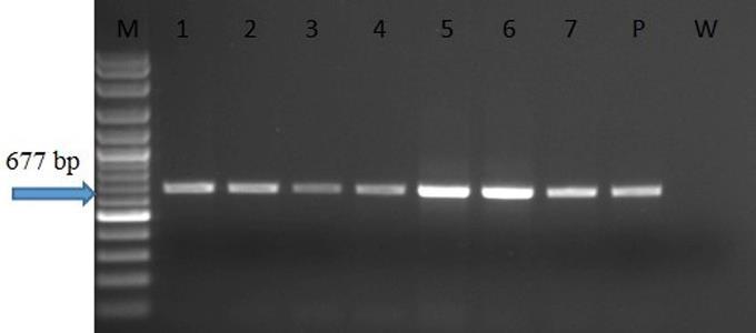 örnek 2010 yılında DAS-ELISA ve RT-PCR, 2011 yılında ise 58 örnek sadece RT-PCR ile test edilmiştir.