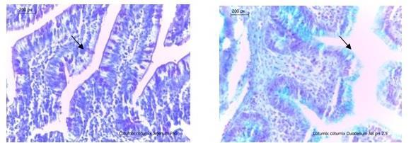 SDU Journal of Science (E-Journal), 2014, 9 (2): 61-70 Bıldırcınlarda (Coturnix coturnix) proventrikulus ve ventrikulusun mukoza epitelinin tek katlı prizmatik epitelden, lamina propriyalarının kript