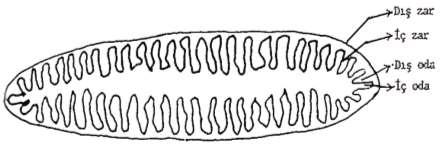 Bir mitokondrinin iç yapısı Mitokondriler iki zarla çevrilidirler. Dış zar genellikle düzgün bir yapıdadır.