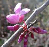 Cercis