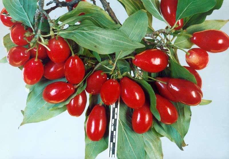 Cornus mas Kızılcık Kışın yaprağını döken, 3 8m ye kadar boylanabilen, dik ve sık dallı, boylu çalı ya da küçük bir ağaçtır.