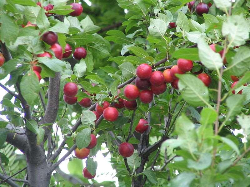 Prunus divaricata Kiraz Eriği küçük ağaç veya büyük çalılardır, yapraklar 4-6 cm ve dökülür. Şubat ayında yapraklanmadan çiçek açarlar.