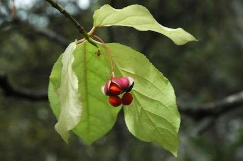 Euonymus