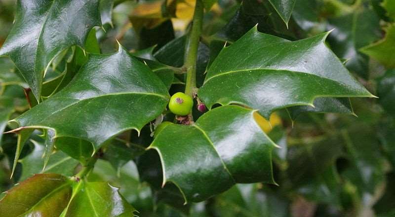 Ilex cinsinin Çalı ya da küçük ağaç biçimli olan ve bazısı yaprak döken, bazısı da yaprak dökmeyen bitkilerdir.