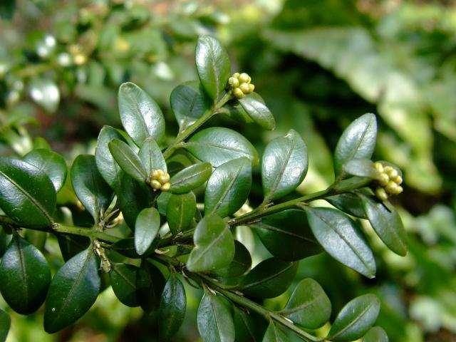 Buxus