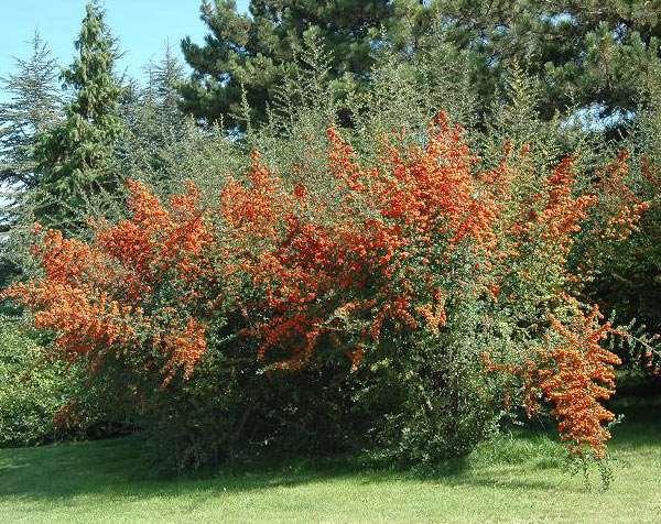 Pyracantha coccinea Ateş Dikeni Herdem yeşil çalı. Meyveleri halk arasında "Köpek Elması" olarak da bilinir. 3 m boy. İnce uzun ve oval yaprakları vardır.