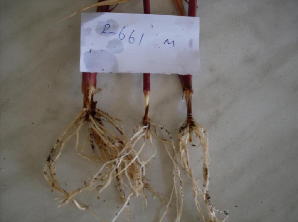 31 a b Şekil 3.7. a) Rhizoctonia spp. ile inokule edilmiş mısır bitkileri b) Kontrol bitkileri 3.