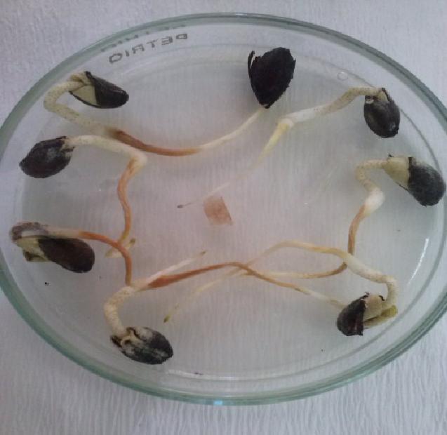 materyali olarak tohum elde edilememesi nedeniyle bu bitkilerde in vitro patojenisite testleri