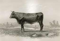 Fransa da Montbéliarde Fransa nın en büyük 2. süt ırkı 1 451 440 tanımlı hayvan 694 107 inek 588 280 dölleme 404.