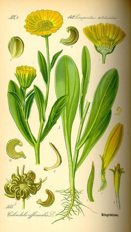 Calendula officinalis Nergis, susi Çayırlarda doğal olarak, bahçelerde süs