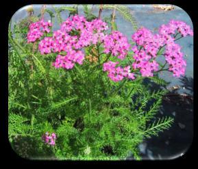 Achillea millefolium Civanperçemi, bin yaprak