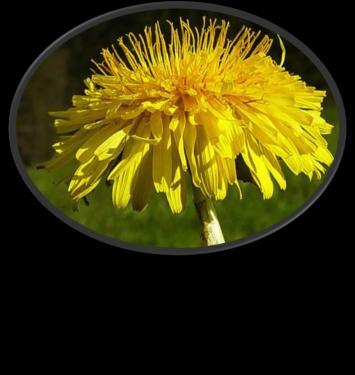 Taraxacum officinale