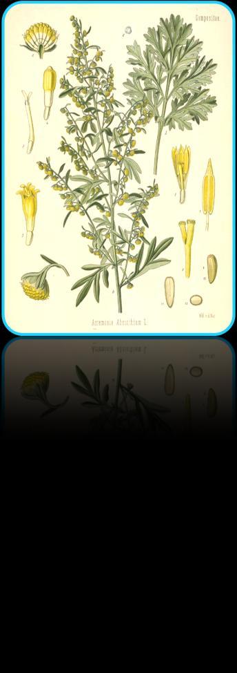 Artemisia absinthium Pelinotu Avrupa, Asya ve
