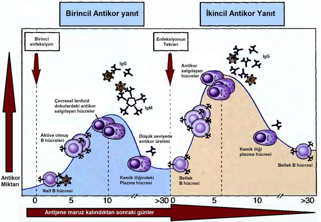Antikor bağımlı hümoral yanıt ve hücre bağımlı immün yanıt. Bu iki alt sınıf adaptif immün yanıtın iki ana hücre grubu tarafından yönetilir.