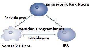 24 (Oct3/4, Nanog, Sox 2, CMyc gibi) kök hücreye indüklenebilmektedir. Bu tip hücrelere indüklenmiş kök hücre (ips) adı verilir (Şekil 2.11). Şekil 2.