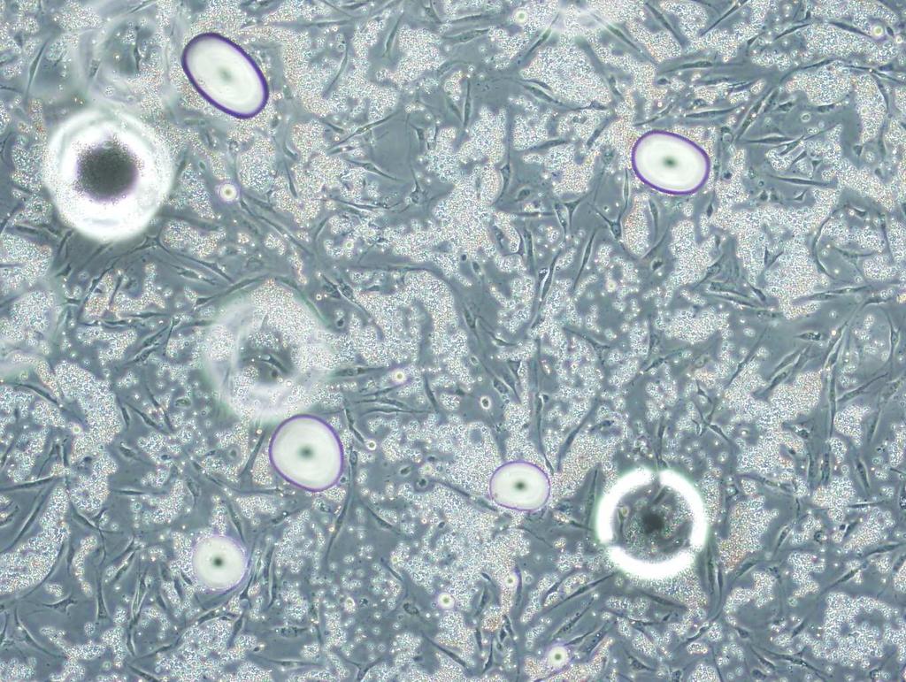 hücrelerin mikroskobik görünümü, oklar izolasyon sonrası