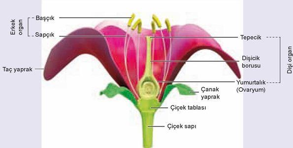 Vücudun dik durmasını sağlar. İskelet sistemini oluşturan kemikler uç uca ya da yan yana gelerek, eklem denilen yapılarla birbirlerine bağlanırlar.