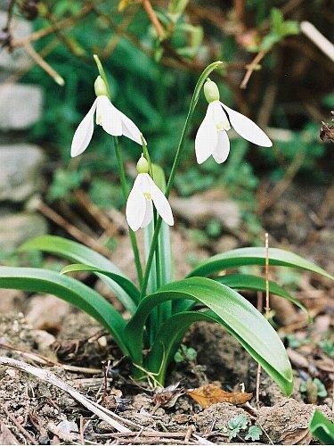 Galanthus