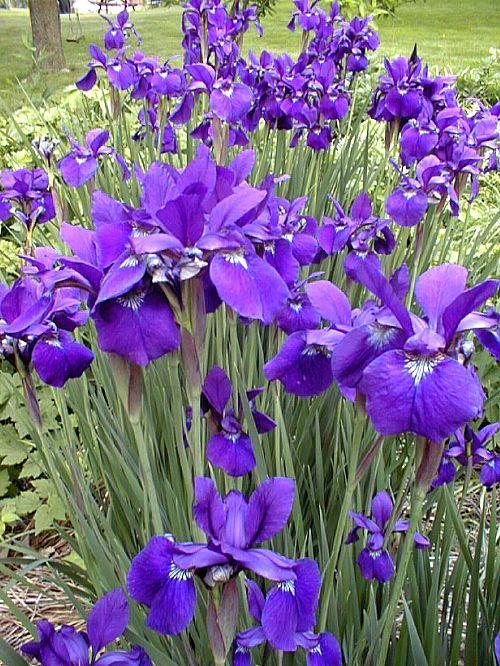 Iris İris