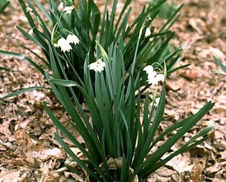 Leucojum