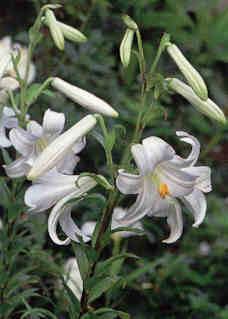 Lilium