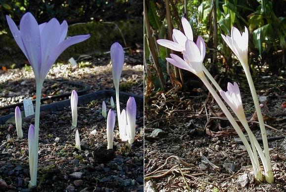 Colchicum