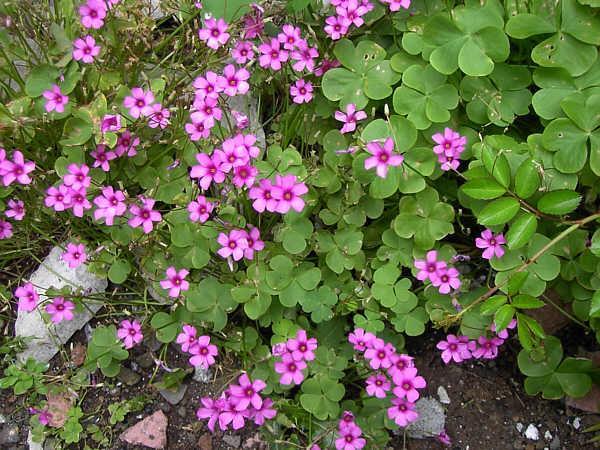 Oxalis