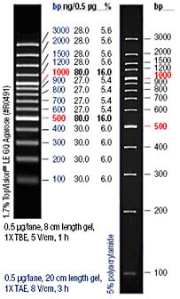 GeneRuler TM 100bp DNA