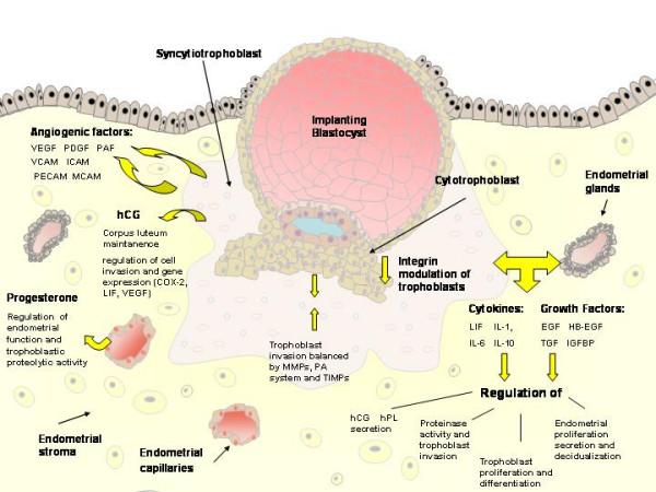 faktörleri EGF, EGF benzeri büyüme faktörleri, TGF-alfa, HB-EGF, asidik ve bazik fibroblast büyüme faktörü (FGF), IGF-1, IGF2, IL-1, IL-11, IL-6, LİF, makrofaj koloni stimulasyon faktör (M-CSF),