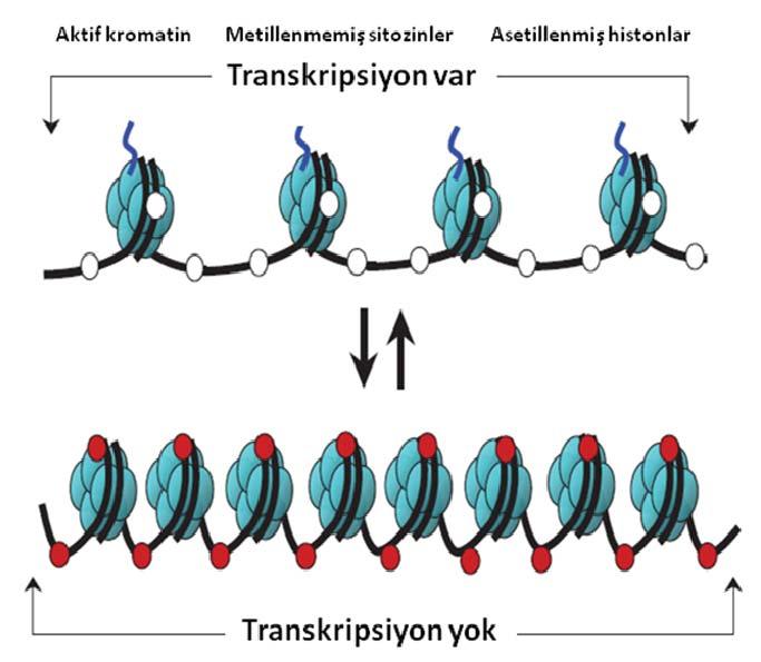 Özellikle DNA metilasyonu ve histon asetilasyonu gibi kromatin yapısında değişime neden olan epigenetik mekanizmalar gen ifade düzeylerini etkilerler 76-78.