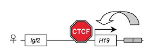 IGF2 ve H19 gen bölgesinde etiketlenme modeli 131 CTCF bağlanma dizisinin metillenmesi CTCF proteininin bağlanmasını engeller.