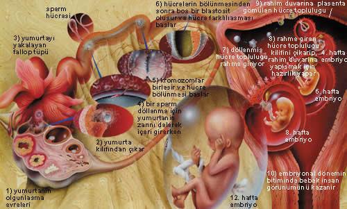 B-Telolesital tip yumurta: Vitellusu fazladır, ama hücreye eşit olarak