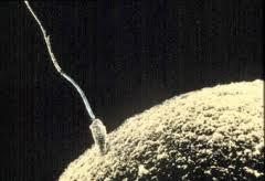 Sperm üzerinde yer alan akrozom yumurta örtüsünü