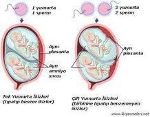 böylece yumurtaya başka spermin girmesi