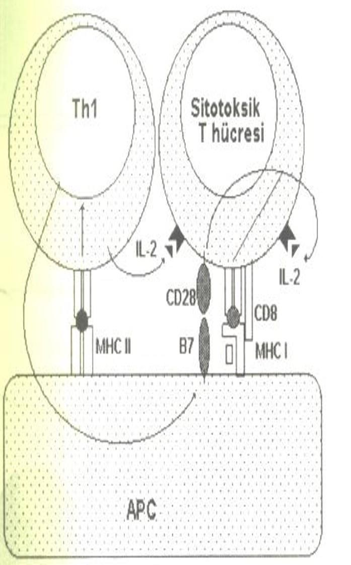 2. Sitotoksik T hücre aktivasyonu ve T hücrelerinin adhezyonu iki önemli uyarım gereklidir: a) MHC sınıf I ile sunulan