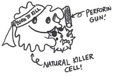 NK HÜCRE SİTOTOKSİTESİ NK (natural killer) hücreler, spesifik antijen reseptörleri taşımamalarına rağmen, vücutta ortaya çıkan