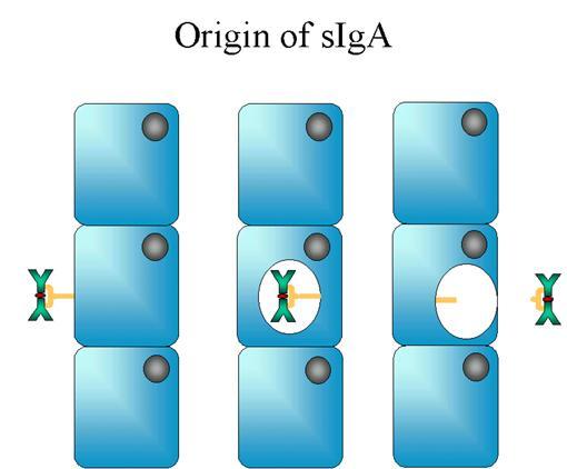 Salgılarda bulunan IgA; sekretuvar IgA (siga) ve sekretuvar komponent (sc) veya transport parçası (T) denen iki yapı içerir.