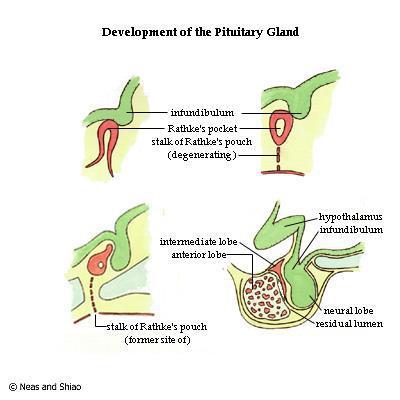 Hipofiz gelişimi Hipofiz bezinin diferensiasyonu Hipofiz ektodermden gelişir.