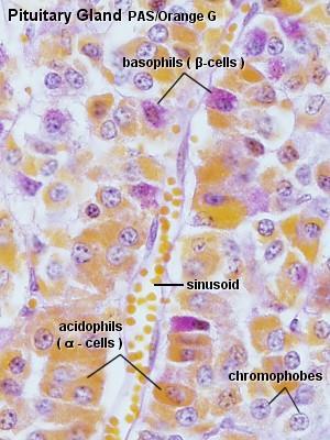 Ön hipofizdeki hücreler kromofob (esas hücrelerde