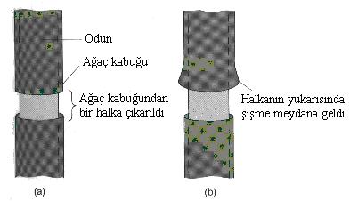 ORGANİK MADDELERİN FLOEMDE TAŞINIMI Halkalama deneyleri Ksilem