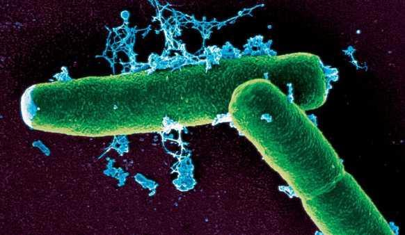PROKARYOTLARIN GENEL ÖZELLĠKLERĠ Mikroorganizma dünyasının önemli bir bölümünü Prokaryote lar oluģturmaktadır.