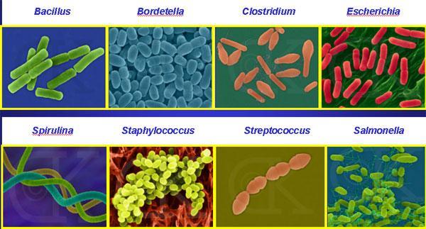 Bakteri hücresi tipleri: Coccus (küresel),