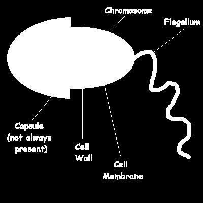 Kapsül: Bazı bakterilerde, hücre çeperini saran ayrı bir kat bulunmaktadır.