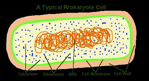 Çekirdek (Nukleus): Uzun süre prokaryotelerde diğer hücrelerdeki gibi normal bir nukleusun varlığı tartıģılmıģtır.
