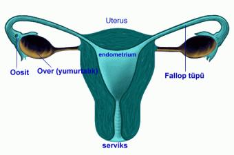29 2.4. Endometrium 2.4.1. Endometriumun anatomisi, embriyolojisi ve histolojisi Uterus un mukozası tuba uterina nın fibrillerinin bulunduğu uca kadar uzanmaktadır.