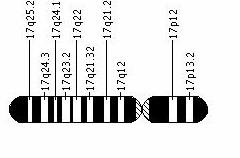34 Şekil 2.7. 17. kromozomda p53 geninin yeri [108] p53 geninin ürünü olan protein P53 proteini yaklaşık 20 dakikalık kısa yarı ömre sahip olduğu için normal hücrelerde tespit edilemez.